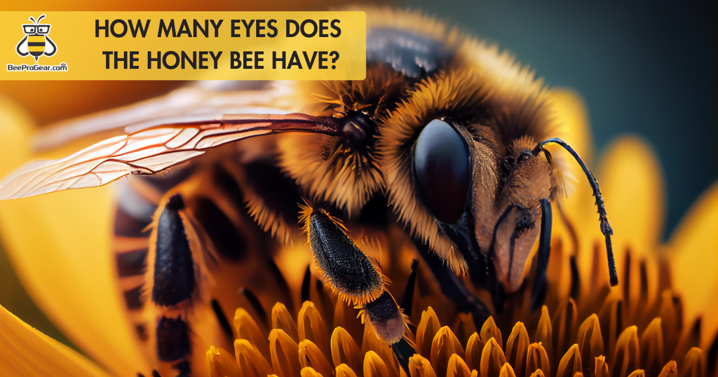 how many eyes does a bee have