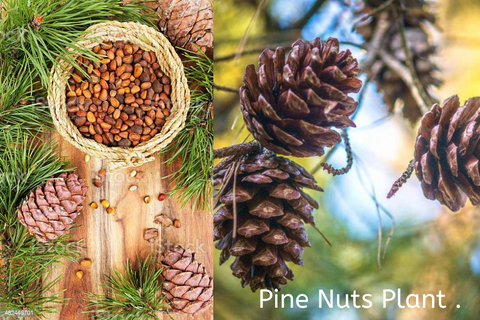 Pine Nuts Online