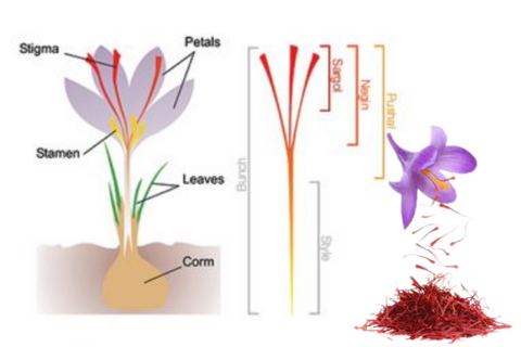 Saffron For Skin