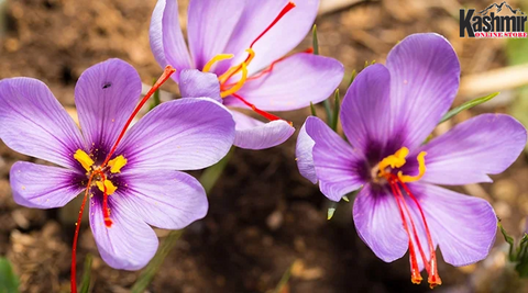 Benefits of saffron for skin