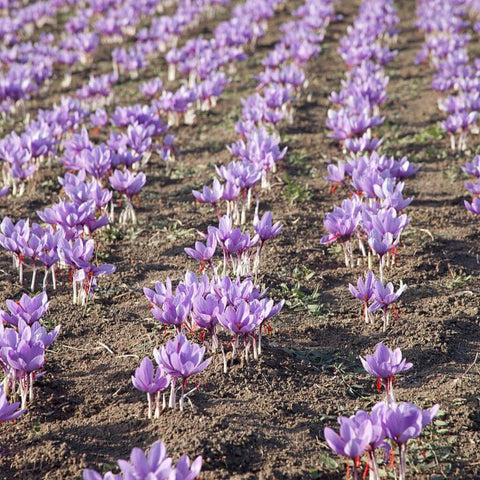 Kesar Flower