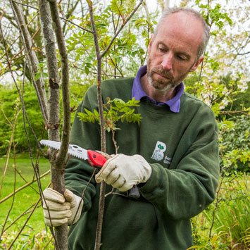 Jon Brocklebank pruning tree with a Spear & Jackson pruning saw