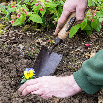 Spear and Jackson trowel being used to plant Pansy