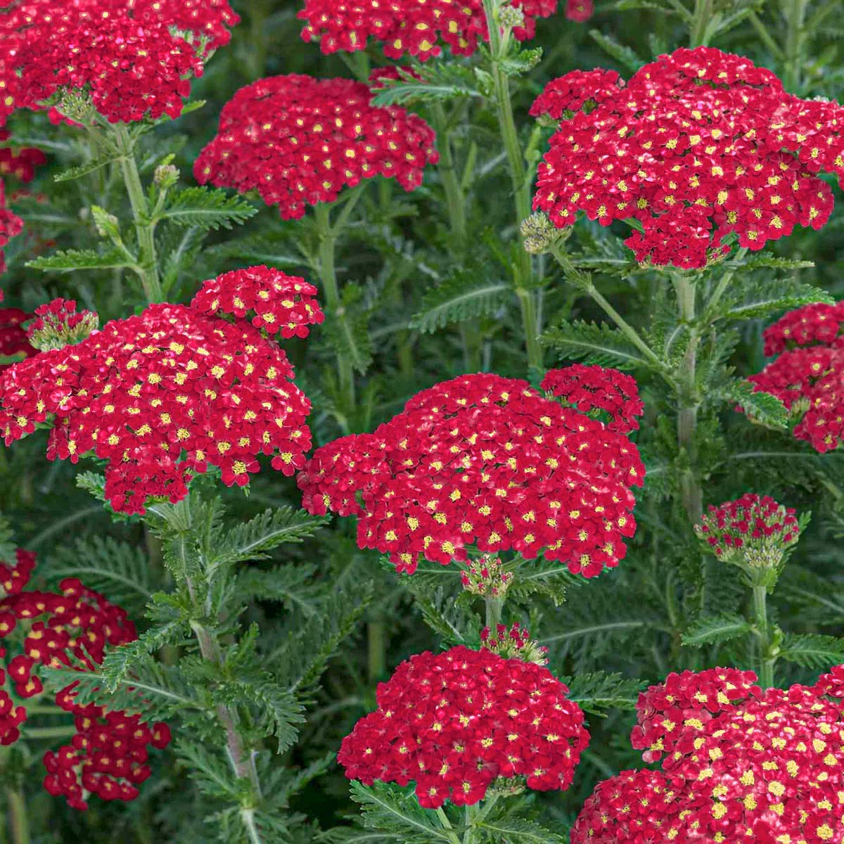 Achillea 'Rose Madder'