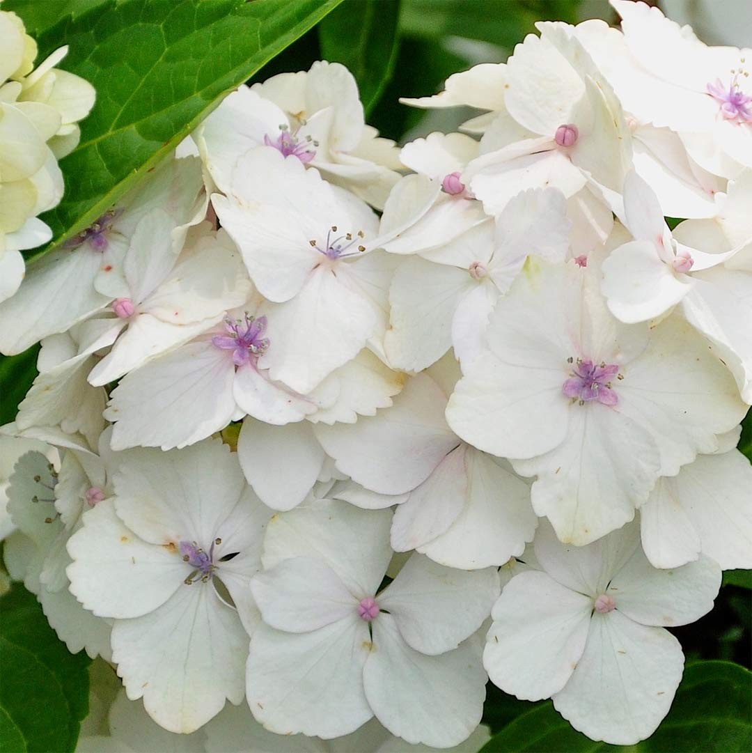 Image of Hydrangea emile mouillère image 1