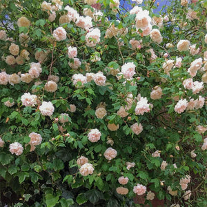 Rose 'Mme. Alfred Carrière' (Climbing)