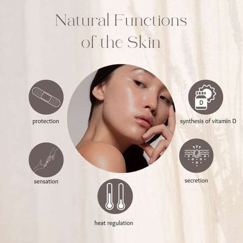 graphic depicting function of skin