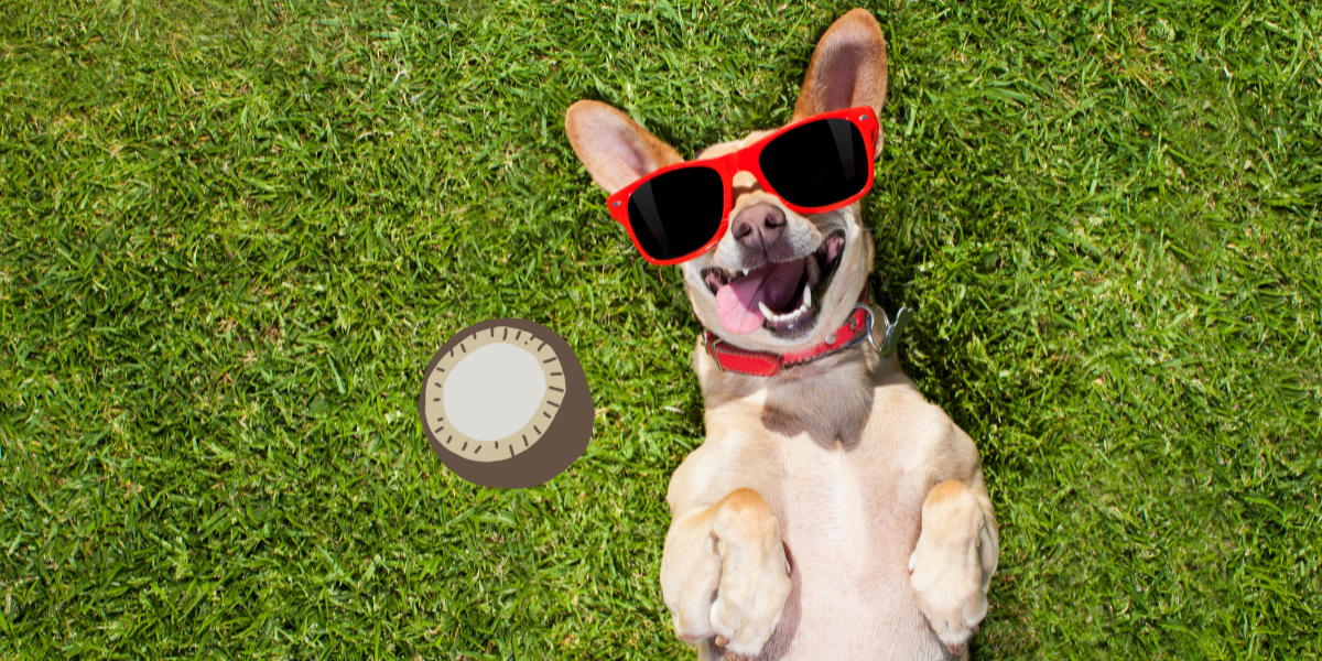 A dog wearing sunglasses lying on its back on grass next to a cartoon coconut
