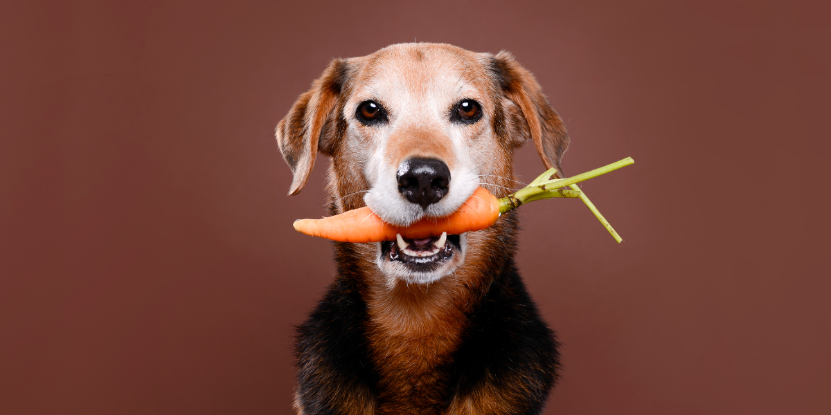 Vegan diet for dogs