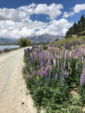 New Lupine Mix Seeds -- Lupinus polyphyllus -- Beautiful Countryside Cottage Garden Classic -- FREE SHIPPING