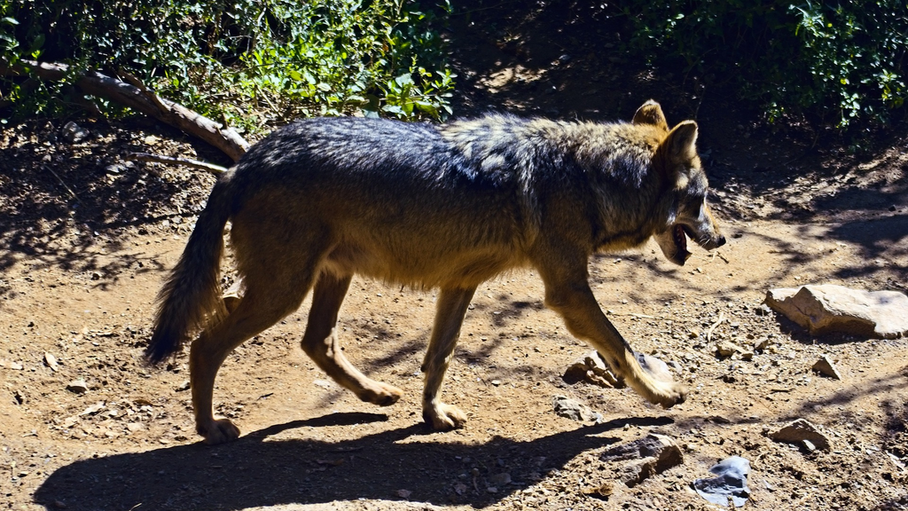 Loup Gris Chasseur