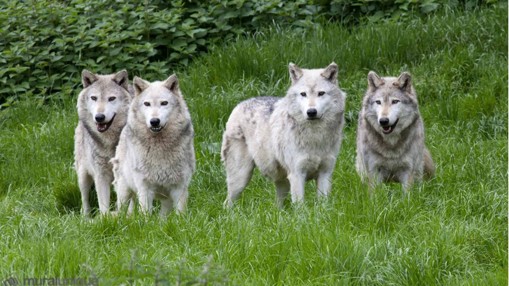 9 Races de Loups à Découvrir