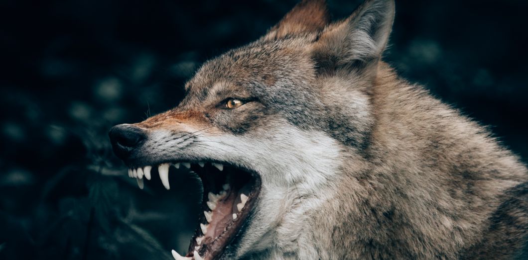 Top 10 des Faits sur les Loups