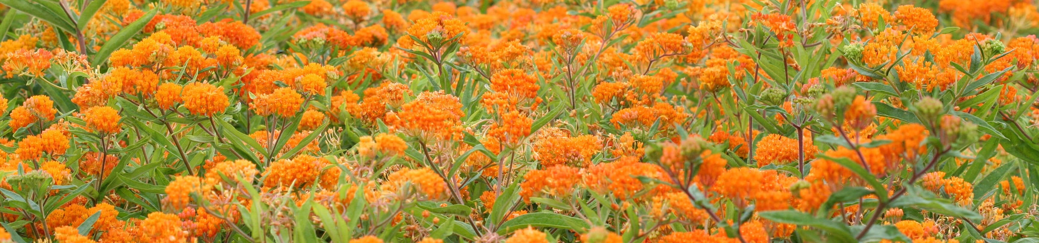 asclepias seedlings