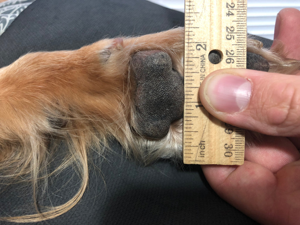 how are dog boots measured