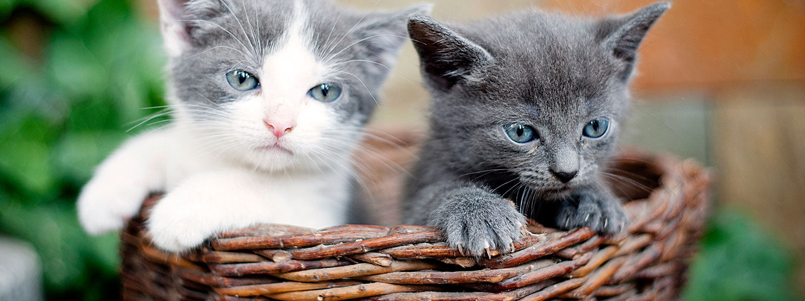 2 chatons dans un panier en osier