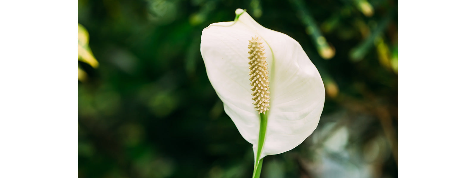 Feuilles vertes de plante fleur Spathiphyllum