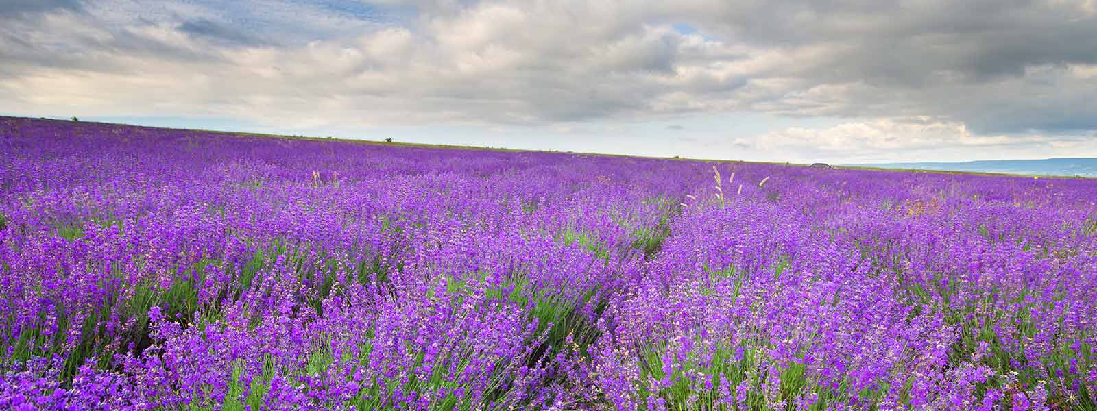 Prairie de lavande au jour nuageux