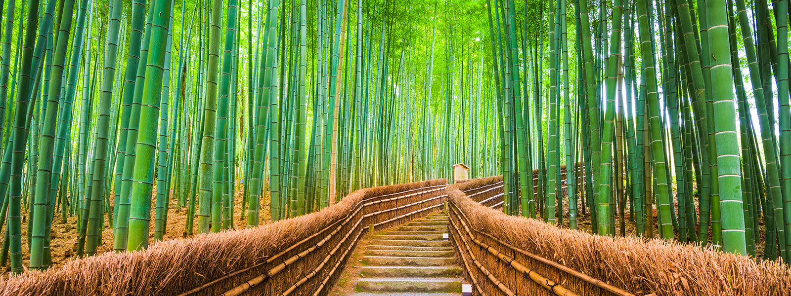 forêt de bambou