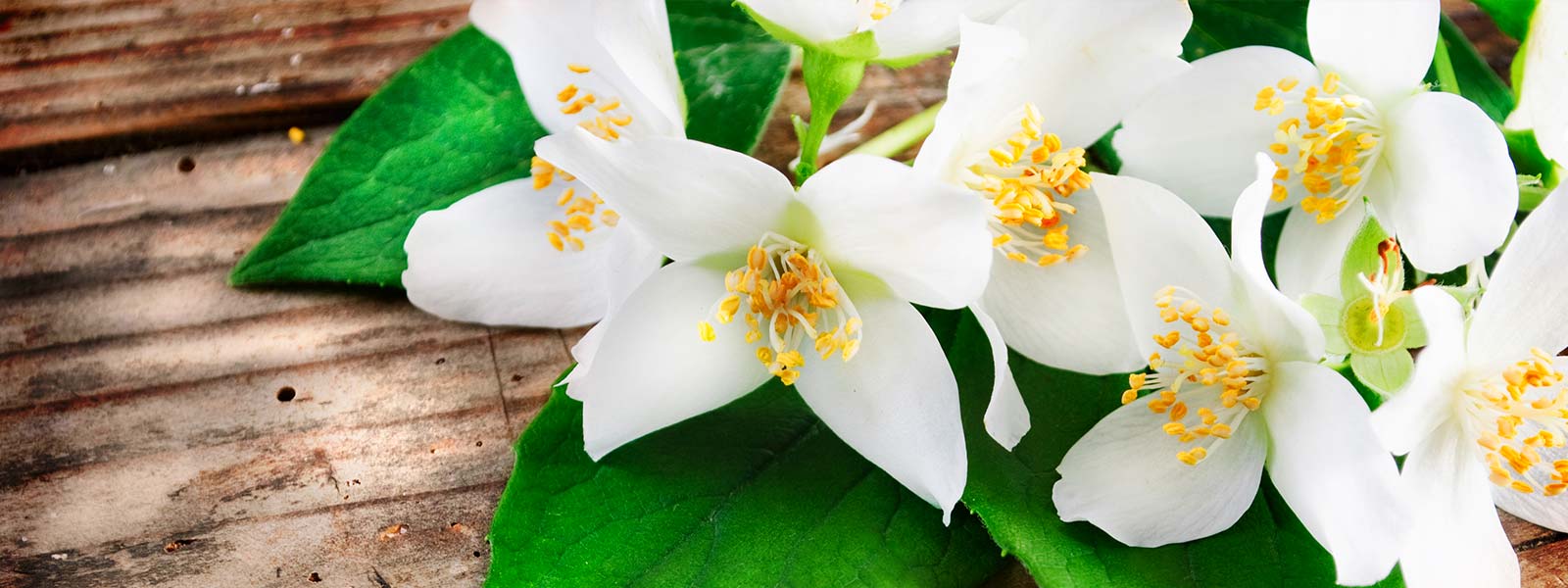 fleur de jasmin