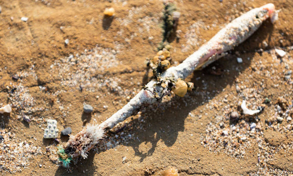 Brosse à dents océan