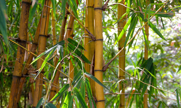 Forêt de bambou