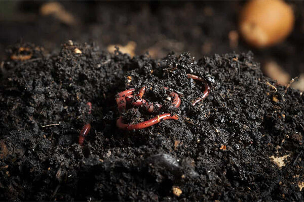 Vers de compost  Tout ce qu'il faut savoir – Hilloo environnement