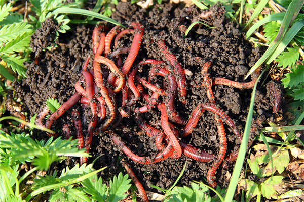 Vers à compost pour le vermicomposteur – Jardinage durable