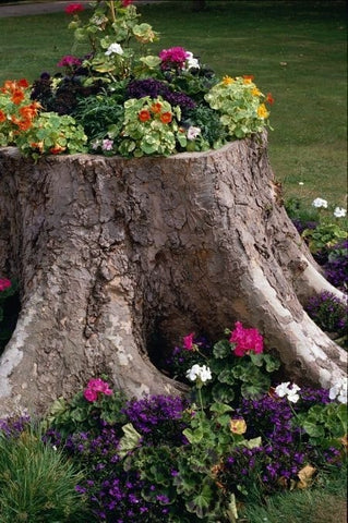 4. Repurposed Tree Stump Planters