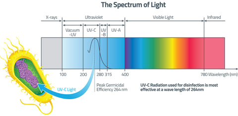 Mold Mitigation Myths: Does UV Light Kill Mold? – Tool Klean