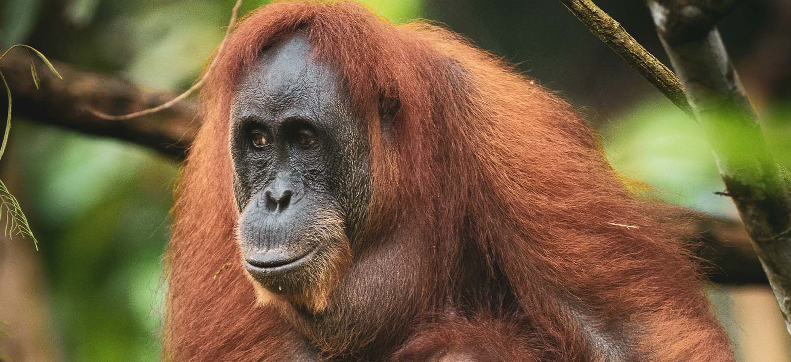 Beco | Impact | Sumatran Orangutan Society