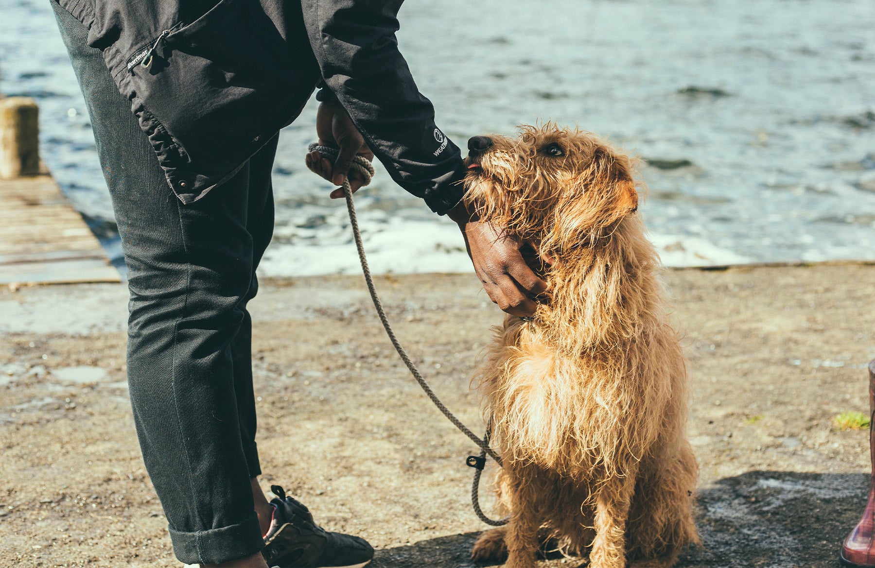 How Long Should I Wait To Take My Dog Out After Eating? – Beco