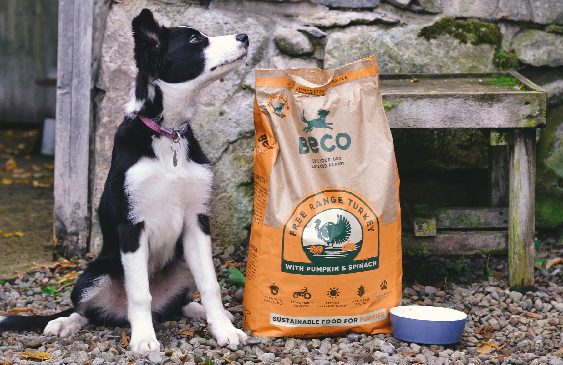 why is grain free food better for dogs