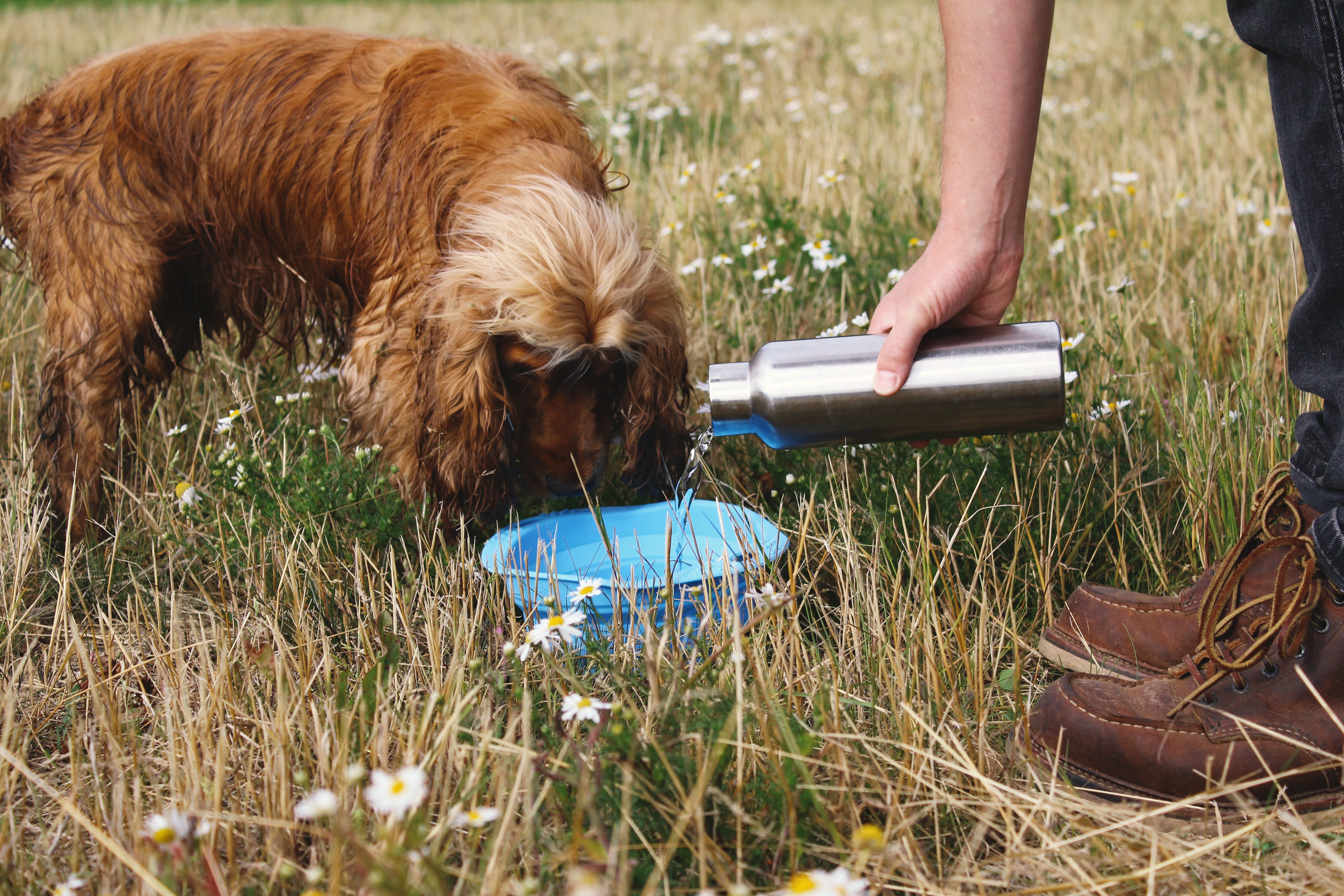 what to feed a dog to firm up stool