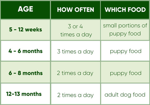 how often should i feed a 5 week old puppy