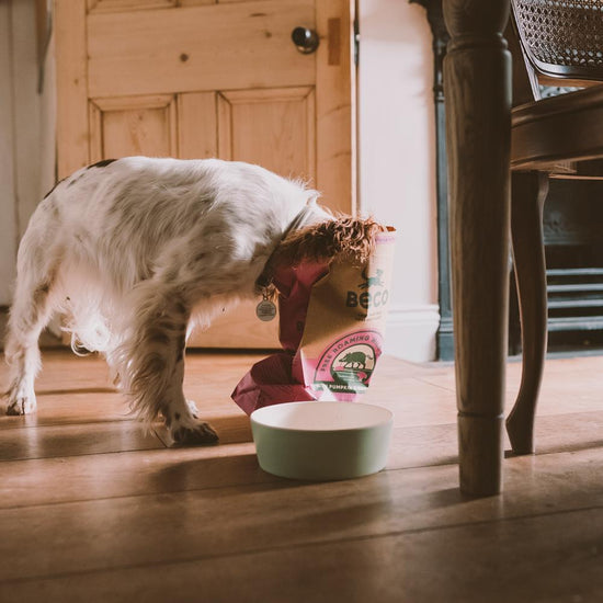 meat meal in dog food