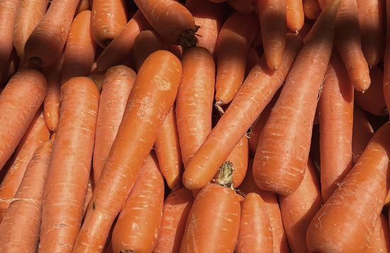 dogs eating carrot 