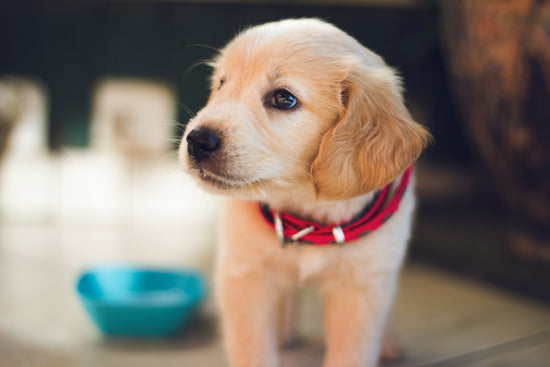 puppy waiting for food