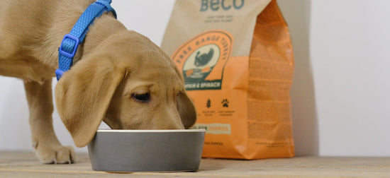 How much to feed a puppy  