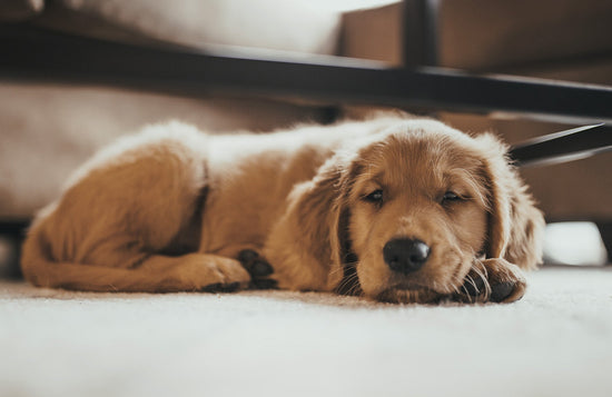 a puppy sleeping