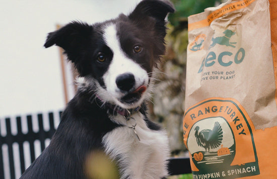 is grain free dog food ok for puppies? 