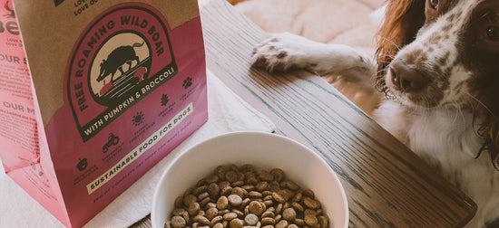 Is “Real Meat” Healthier for Dogs Than Meat Meal?