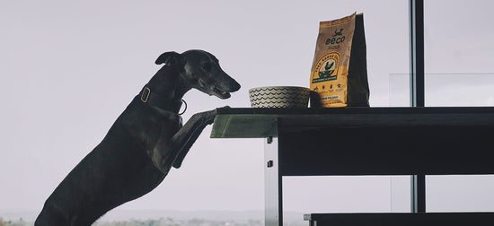 Wet or Dry Dog Food - What is Best for Your Dog