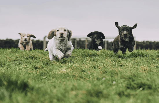 Feeding a dog before or after walk