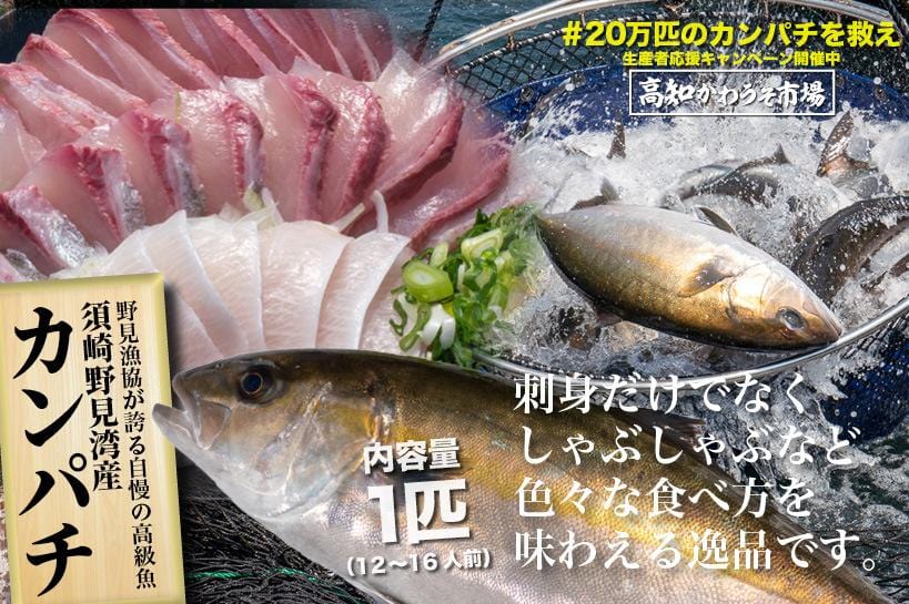 須崎勘八 名無しのかんぱちにブランド名がつきました 高級カンパチ 1匹 12 16人前 高知かわうそ市場