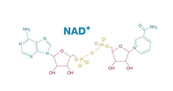 What is NAD+