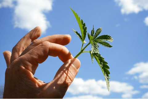 top careers in cannabis industry