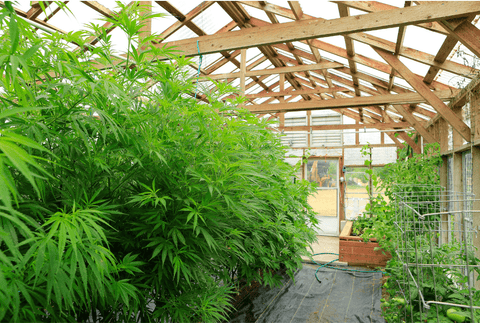how to legally grow cannabis at home