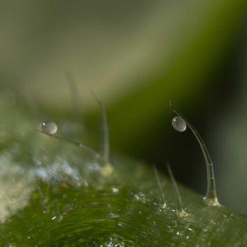 Œufs de Swirskii sur les poils d'une feuille de plante