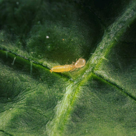 A swirskii mite feeding on a thrips larvae